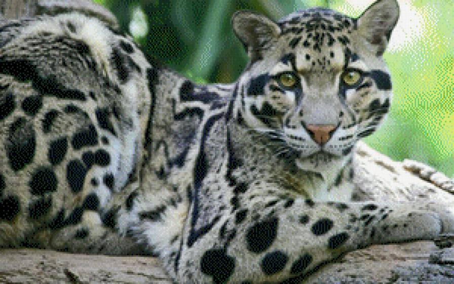 bar - предпросмотр