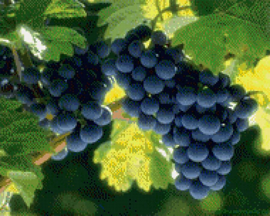 виноград - виноград, растения - предпросмотр
