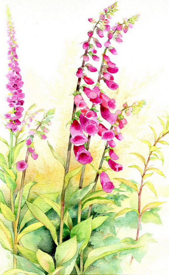 полевые цветы - цветы, лето, акварель, картина, живопись, панно - оригинал