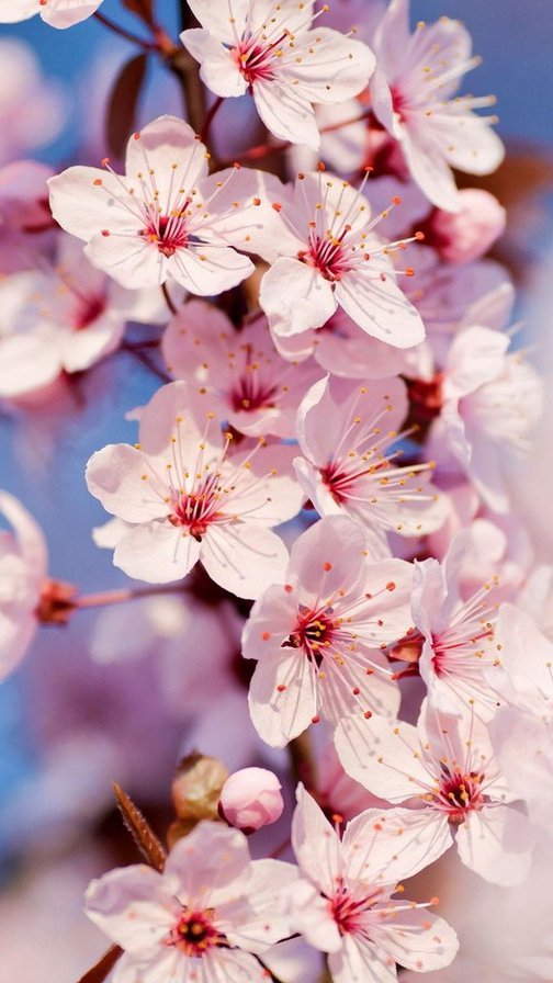 №926428 - цветы, вишня, весна - оригинал