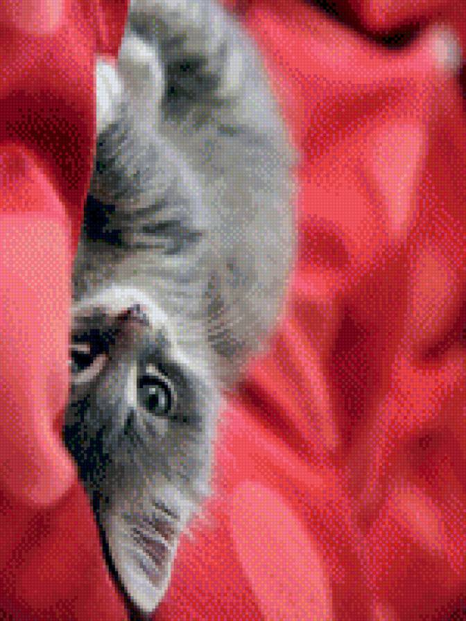 №926433 - котенок - предпросмотр