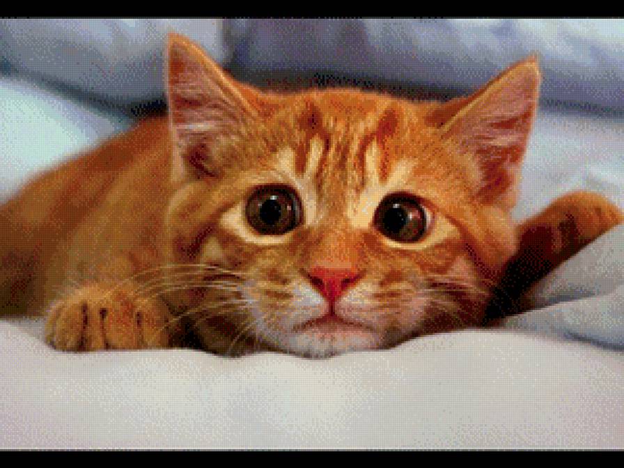 №926471 - рыжий, кот - предпросмотр