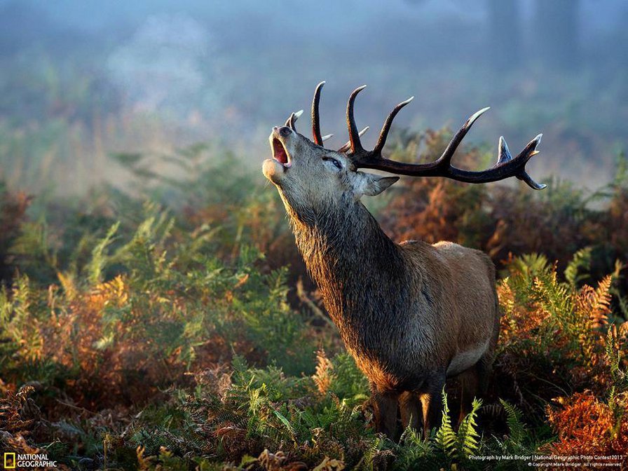 3123 - оригинал