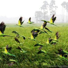 Схема вышивки «ролр»