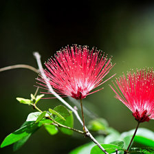 Схема вышивки «д»