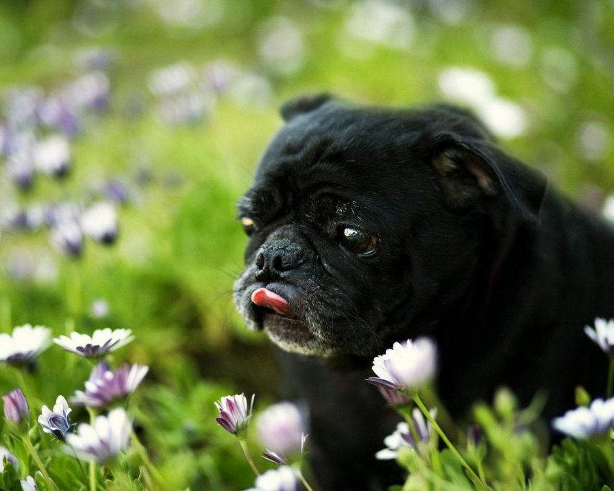 мопс - черный, собака - оригинал