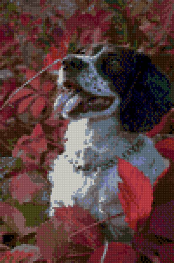 спаниель - предпросмотр