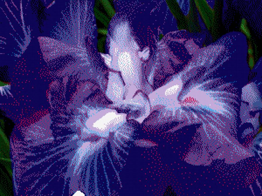 Ирис - предпросмотр