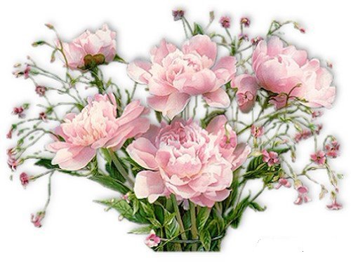 №927147 - цветы, рисунок - оригинал