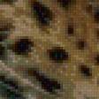 Предпросмотр схемы вышивки «леопард» (№927185)
