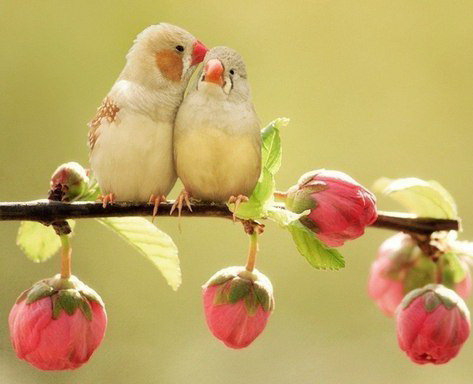 попугайчики - птички - оригинал