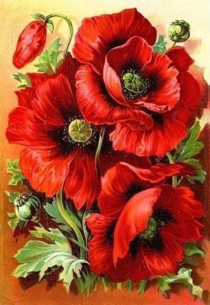 маки - оригинал