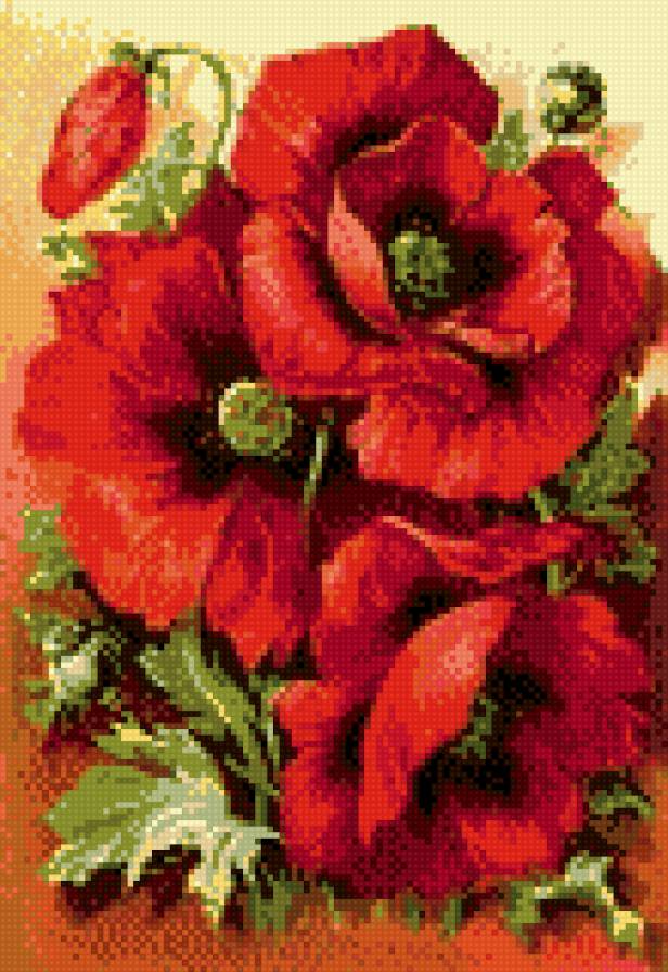 маки - предпросмотр