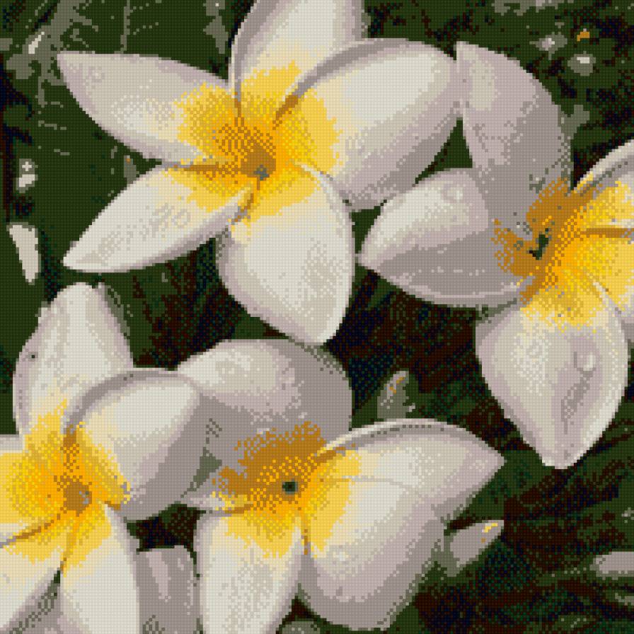 Франджипани - франджипани плюмерия цветы - предпросмотр