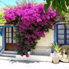 Схема вышивки «Бугенвиллия»