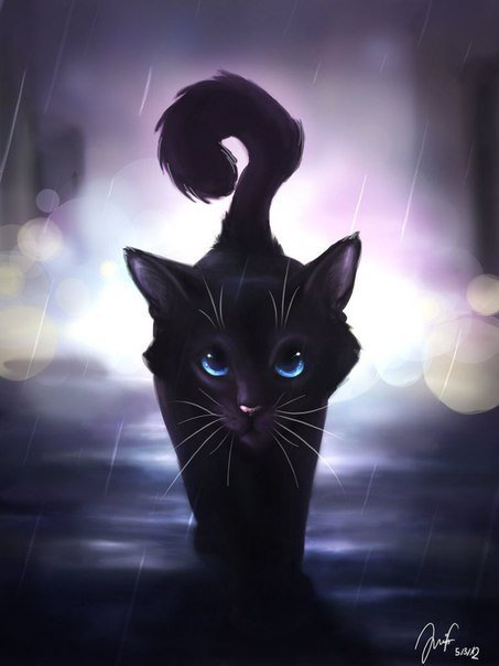 Черный котик - дождь, кот, ночь - оригинал