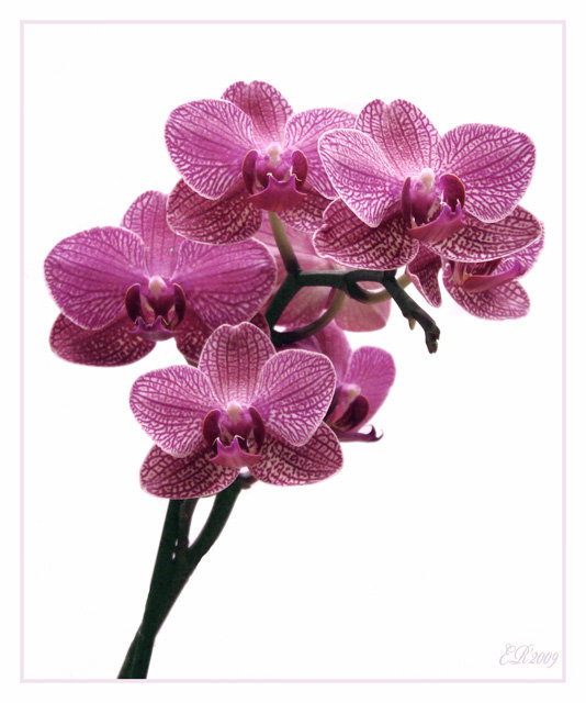 орхидея - розовый цветок - оригинал