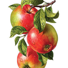 Оригинал схемы вышивки «Яблочки» (№927923)