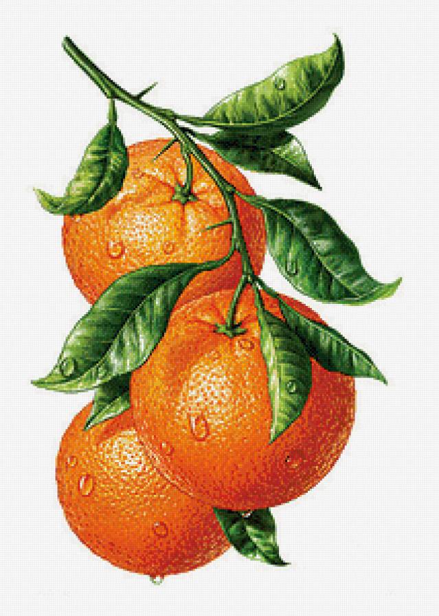 Аельсинчики - кухня, панно, фрукты - предпросмотр