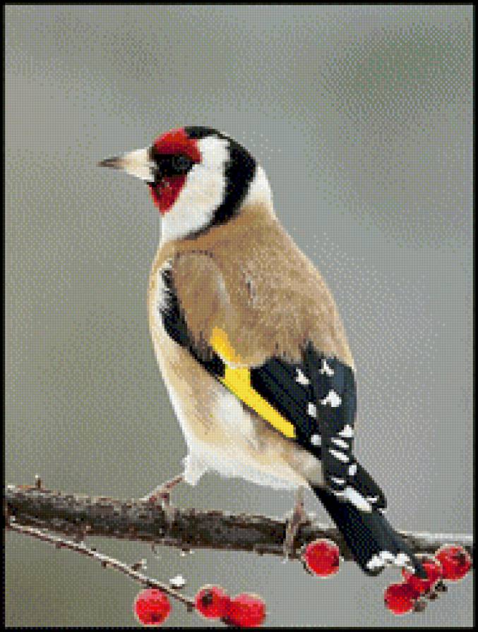 птица - птица - предпросмотр