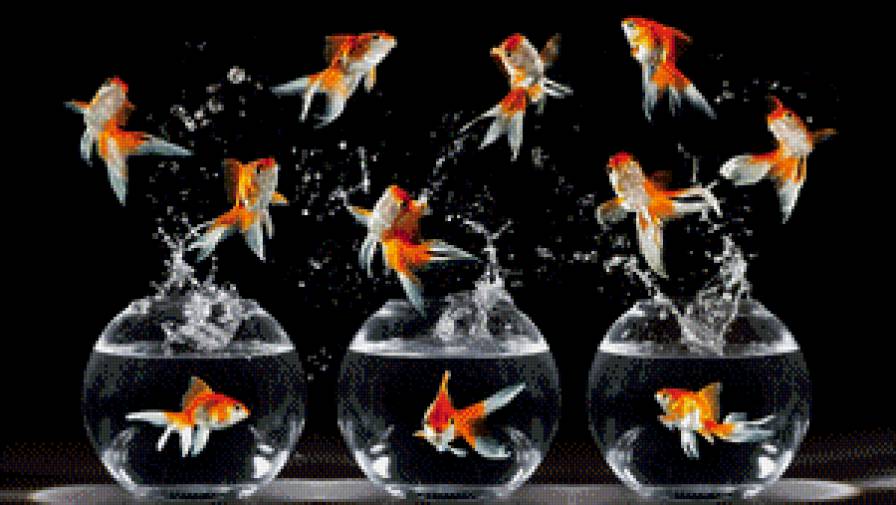 №928657 - рыбки, танец, черный - предпросмотр