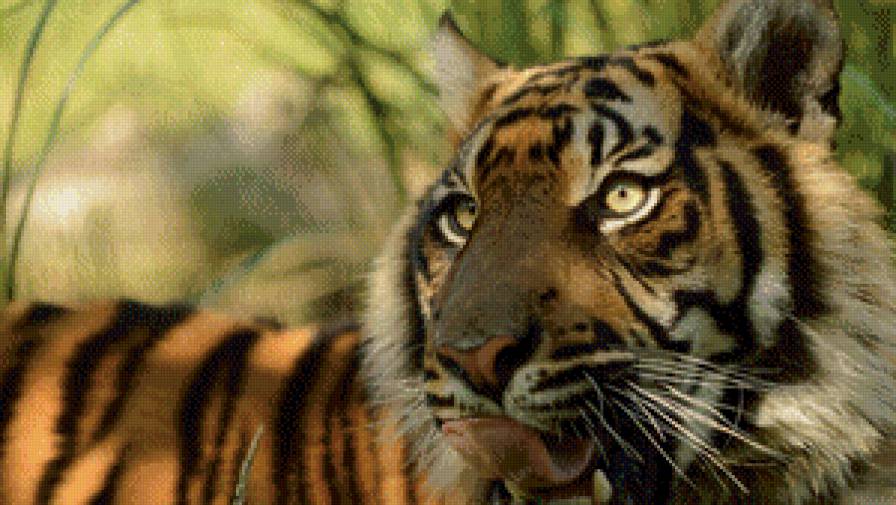 №928659 - тигр, кошки - предпросмотр