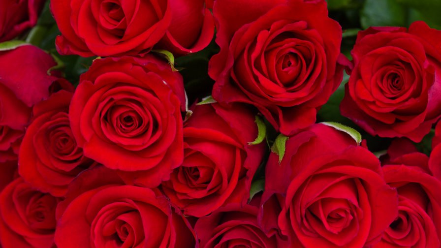 №928663 - красный, цветы, розы - оригинал