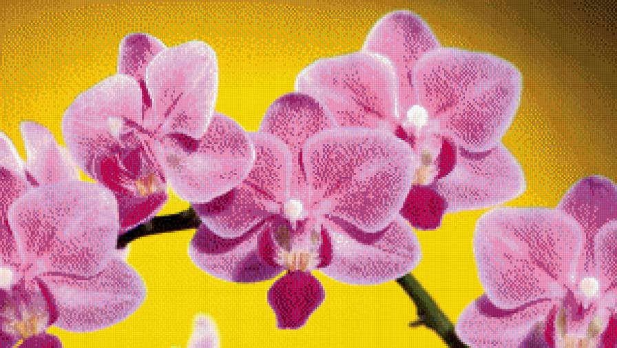 №928667 - сиреневый, орхидеи - предпросмотр