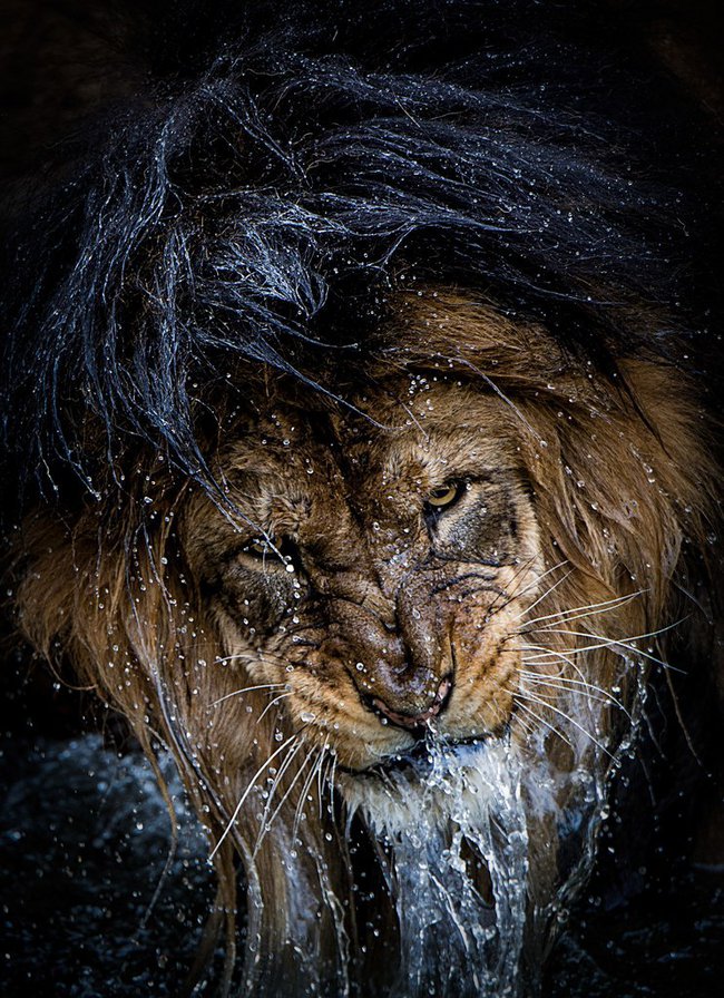 Король - величие, лев, вода, король - оригинал