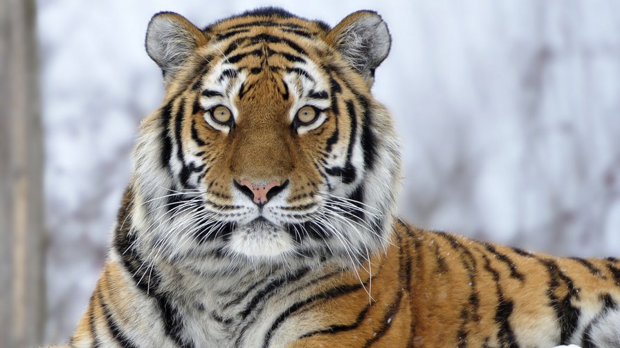 №928689 - кошки, тигр - оригинал