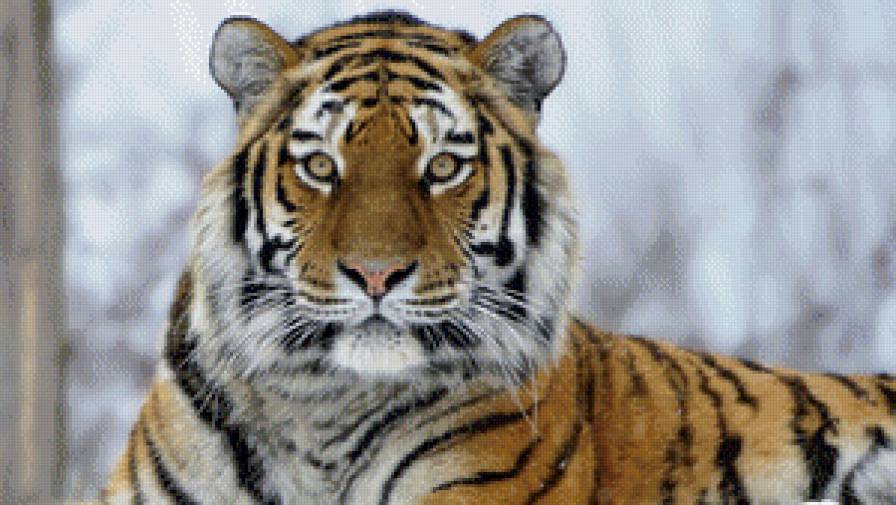 №928689 - тигр, кошки - предпросмотр