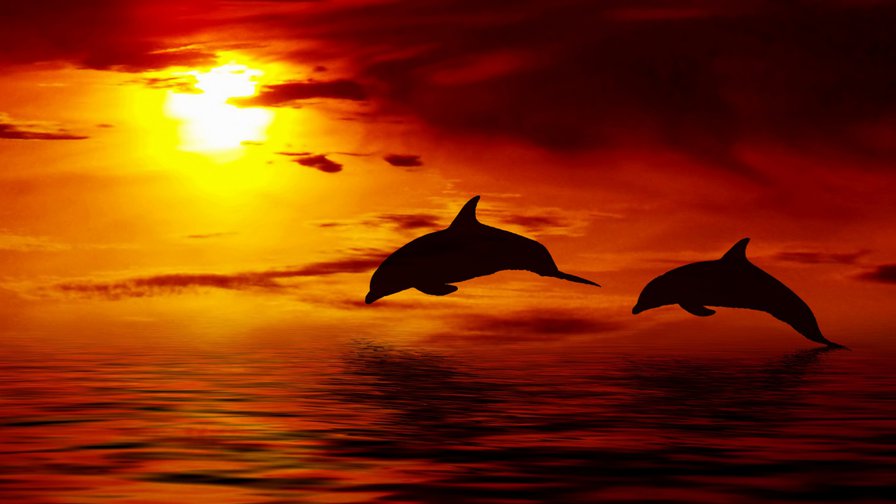 №928698 - море, закат, дельфины - оригинал