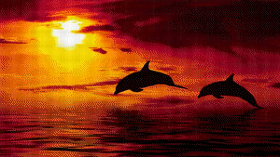 №928698 - дельфины, море, закат - предпросмотр