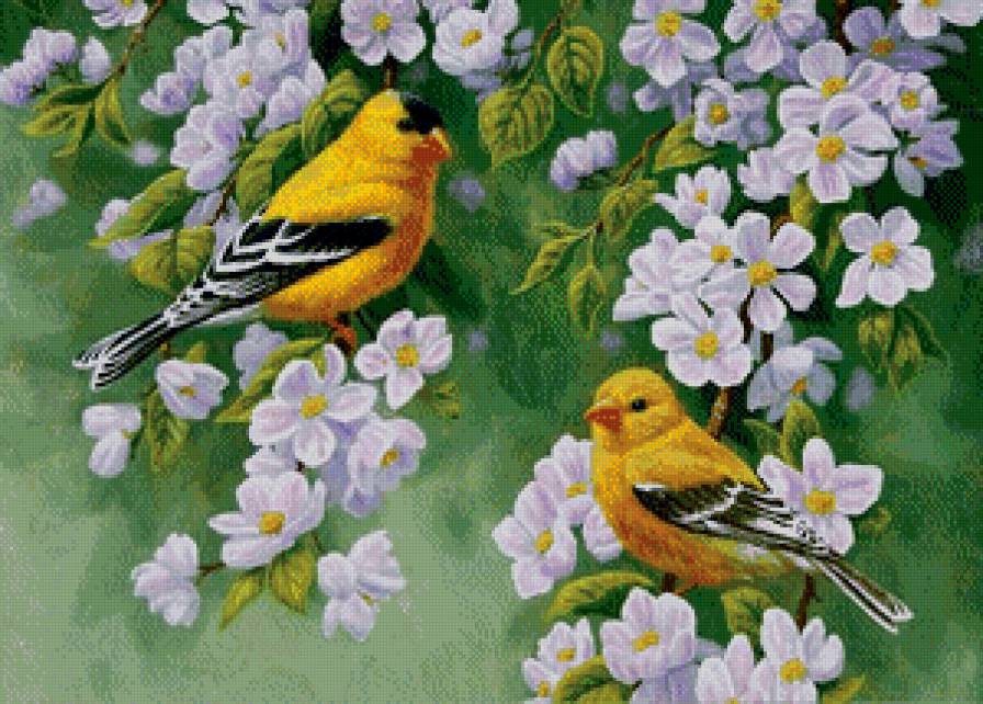 Птички на яблоне - весна, птицы, природа, пейзажи - предпросмотр