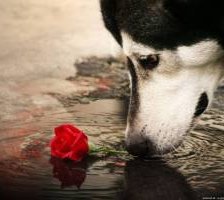 Схема вышивки «№928717»