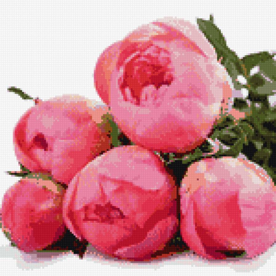 пионы - цветы - предпросмотр