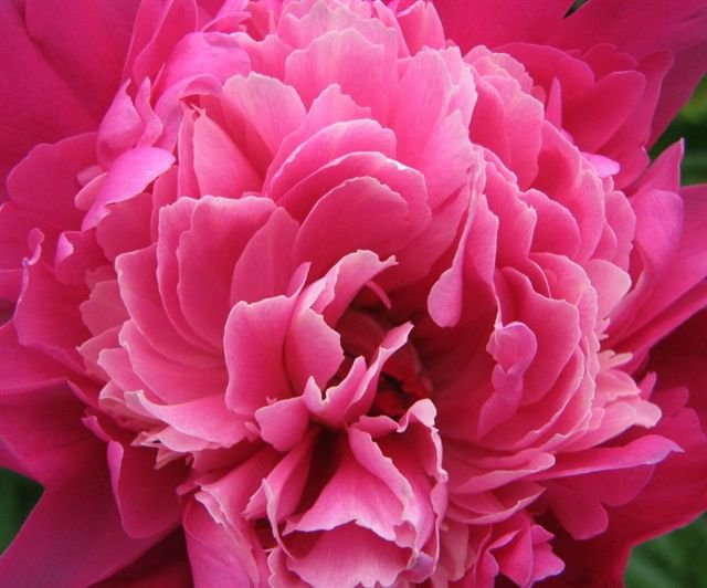 пион - цветы - оригинал