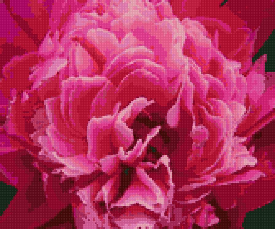 пион - цветы - предпросмотр