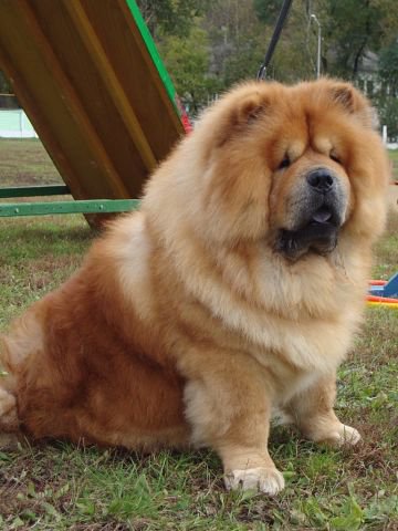 чау на зеленом - оригинал