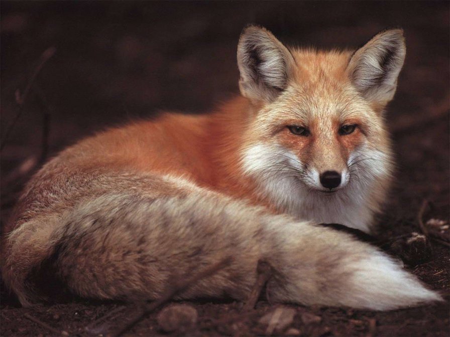 лисица красная - лис, животные, хищники, лисички, звери - оригинал