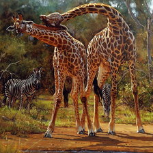 пара жирафов