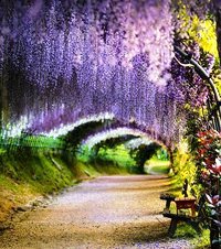 глициневая аллея - оригинал