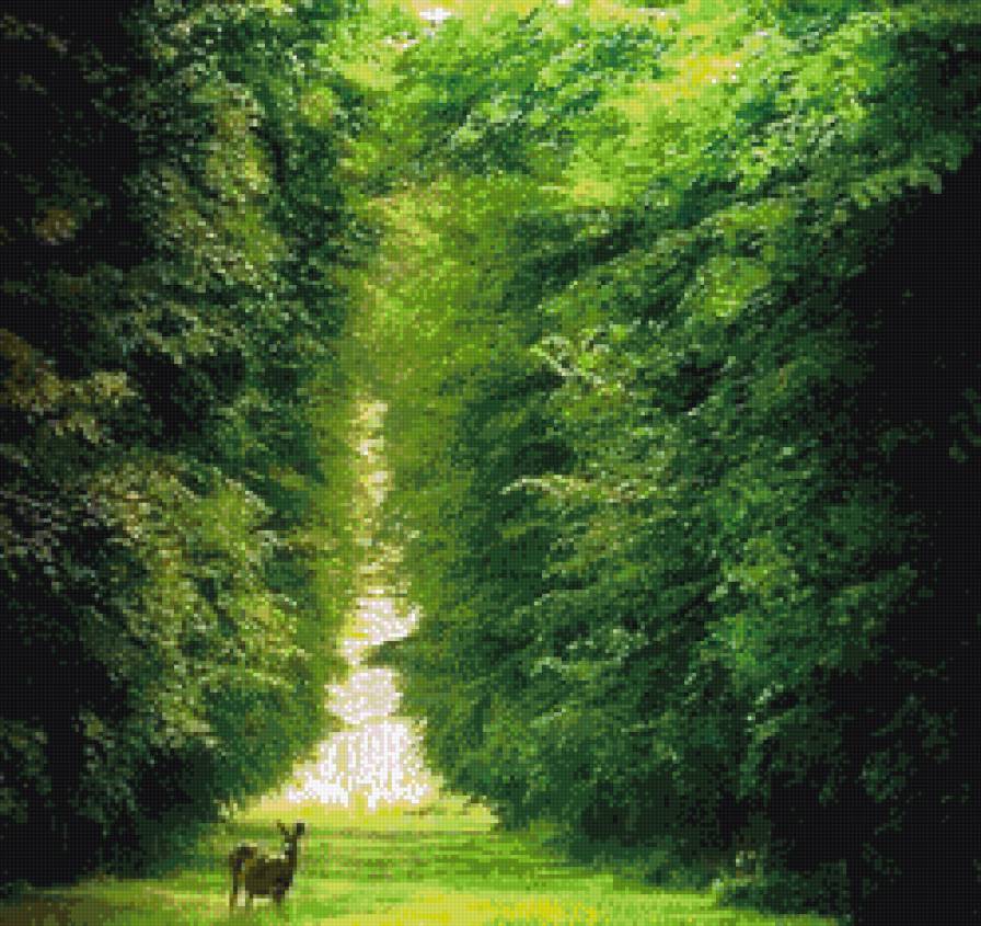 лес - деревья, дорога - предпросмотр