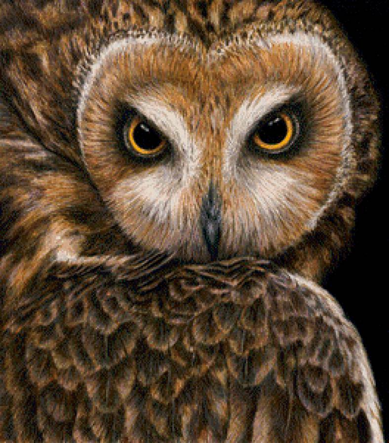 филин - филин, сова, птица - предпросмотр