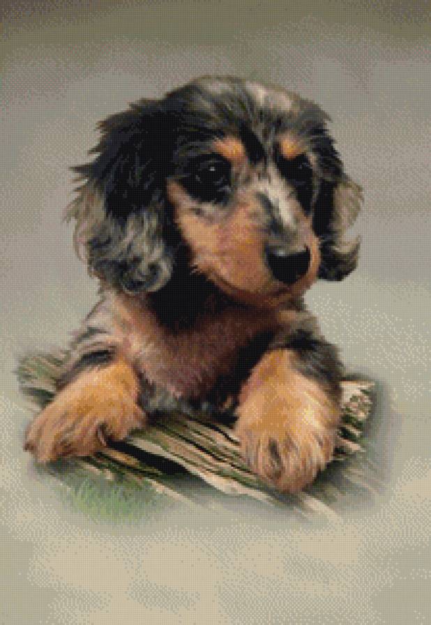 щенок - порода, собака, щенок - предпросмотр