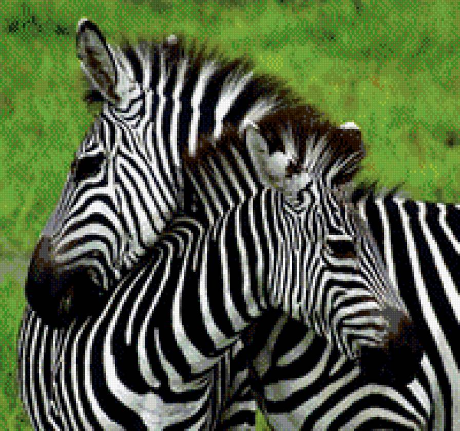 зёбры - предпросмотр