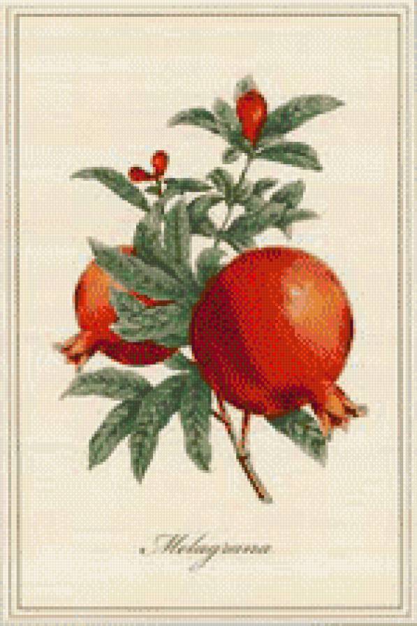 anar jims - предпросмотр