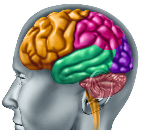 мозг3 - оригинал