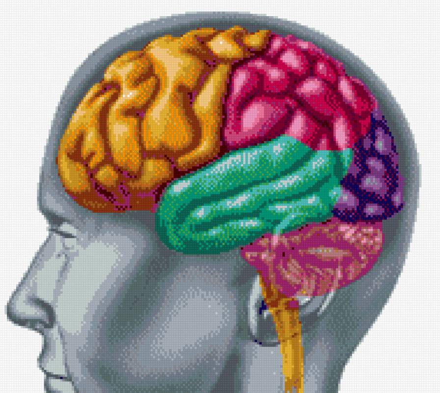 мозг3 - предпросмотр
