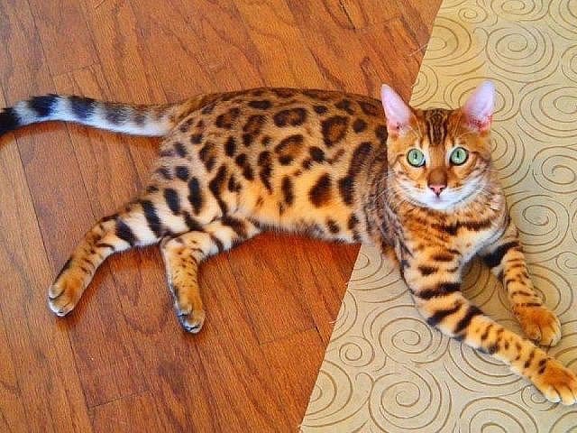 пятнистая кошка - животные, кошки - оригинал